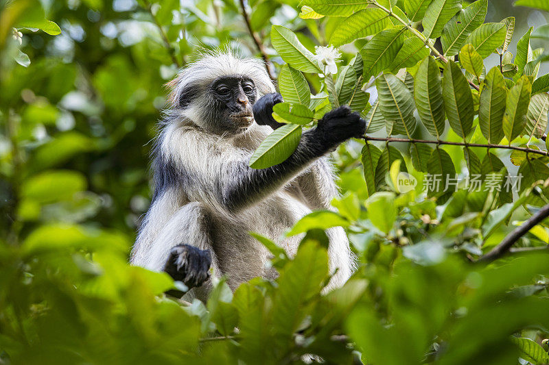 桑给巴尔红疣猴(Procolobus kirkii)